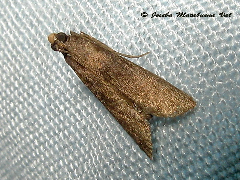 Micro 2 da id. Eccopisa effractella - Pyralidae  (Cfr.)